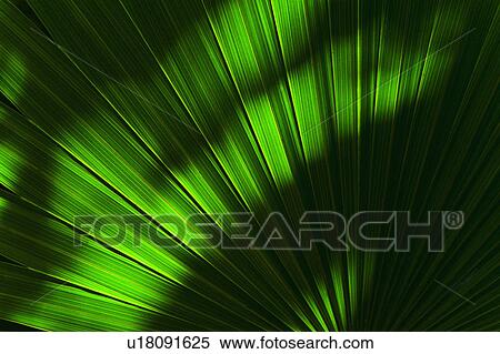 Stock Photography - Palm frond. Fotosearch