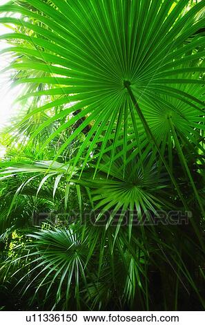 Stock Image - Palm grove. Fotosearch