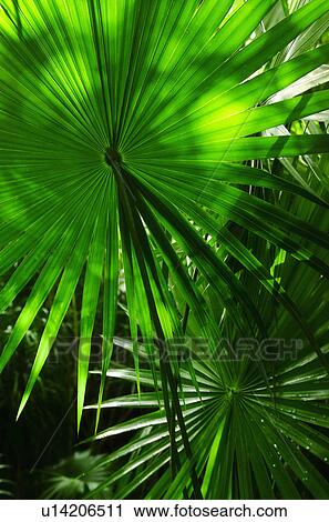Palm grove View Large Photo Image Stock Image - Palm grove. Fotosearch