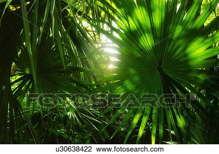 Stock Image - Palm grove. Fotosearch