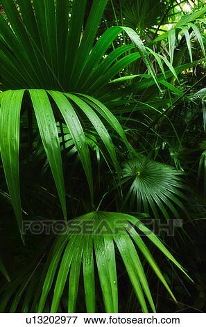 Palm grove View Large Photo Image Stock Photo - Palm grove. Fotosearch