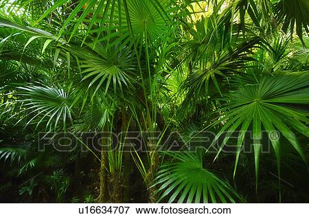 Palm grove View Large Photo Image Stock Photo - Palm grove. Fotosearch