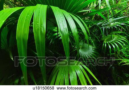 Stock Photo - Palm grove. Fotosearch