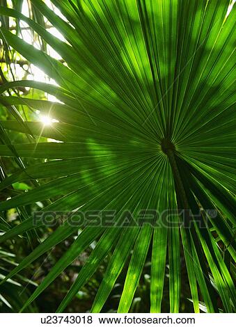 Stock Photo - Palm grove. Fotosearch