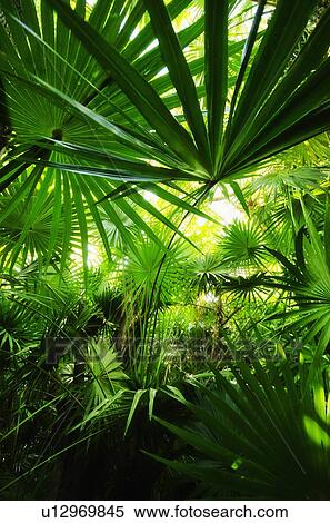 Palm grove View Large Photo Image Stock Photography - Palm grove. Fotosearch