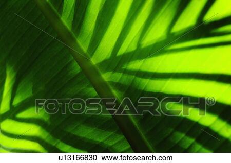 Palm leaf View Large Photo Image Stock Image - Palm leaf. Fotosearch