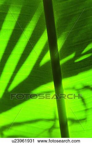 Stock Image - Palm leaf. Fotosearch