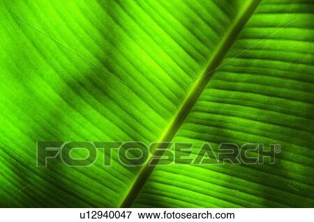 Palm leaf View Large Photo Image Stock Photo - Palm leaf. Fotosearch