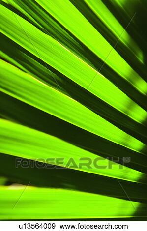 Palm leaf View Large Photo Image Stock Photo - Palm leaf. Fotosearch