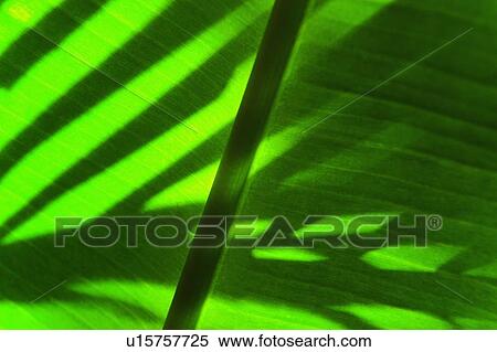 Stock Photography - Palm leaf. Fotosearch