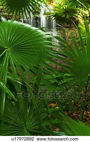 Stock Image - Palm leaves and waterfall. Fotosearch