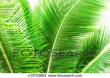 Palm leaves View Large Photo Image Stock Image - Palm leaves. Fotosearch