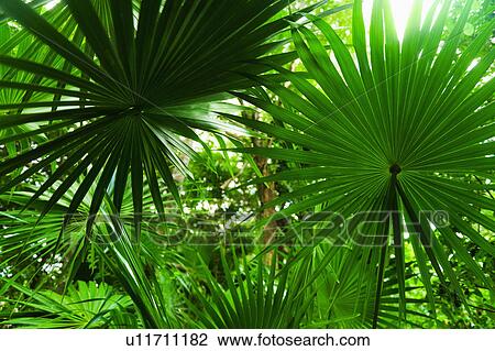 Palm leaves View Large Photo Image Stock Image - Palm leaves. Fotosearch