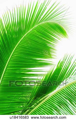 Stock Image - Palm leaves. Fotosearch