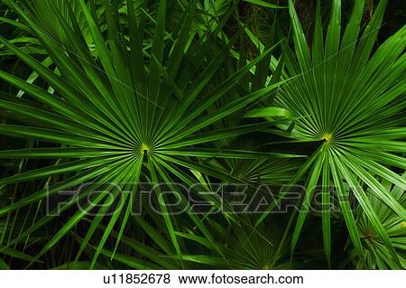 Stock Photo - Palm leaves. Fotosearch