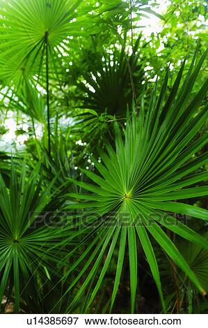 Stock Photo - Palm leaves. Fotosearch