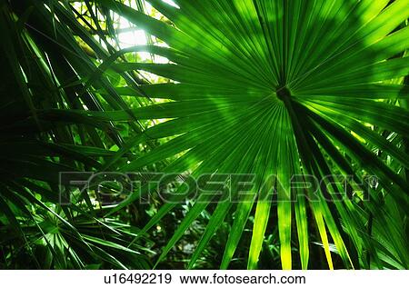 Palm leaves View Large Photo Image Stock Photo - Palm leaves. Fotosearch