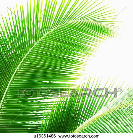 Palm leaves View Large Photo Image Stock Photograph - Palm leaves. Fotosearch