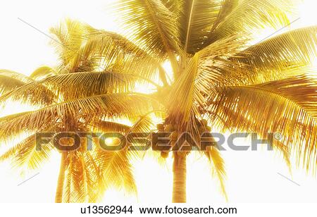 Palm trees at sunset View Large Photo Image Picture - Palm trees at sunset. Fotosearch