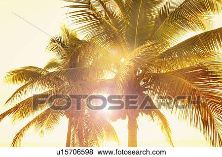 Palm trees at sunset View Large Photo Image Stock Photo - Palm trees at sunset. Fotosearch
