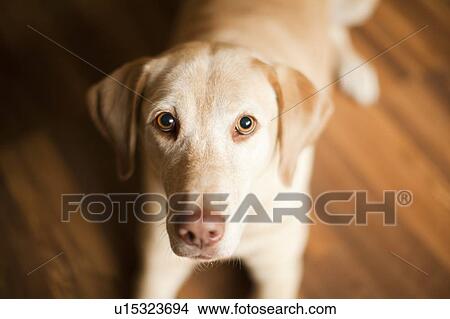 Picture - Portrait of beige dog. Fotosearch