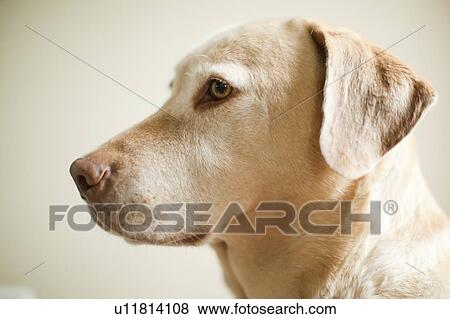 Stock Photo - Portrait of beige dog. Fotosearch