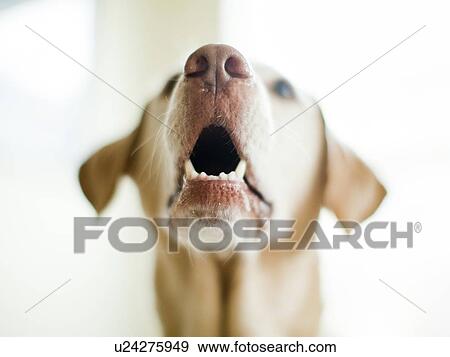 Portrait of beige dog View Large Photo Image Stock Photo - Portrait of beige dog. Fotosearch