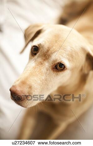 Portrait of beige dog View Large Photo Image Stock Photo - Portrait of beige dog. Fotosearch