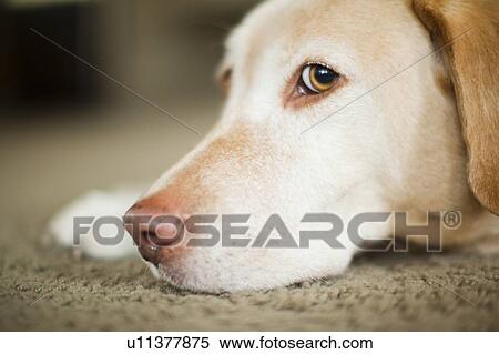Portrait of beige dog View Large Photo Image Stock Photography - Portrait of beige dog. Fotosearch
