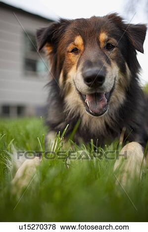 Portrait of cute dog laying on lawn View Large Photo Image Stock Photo - Portrait of cute dog laying on lawn. Fotosearch