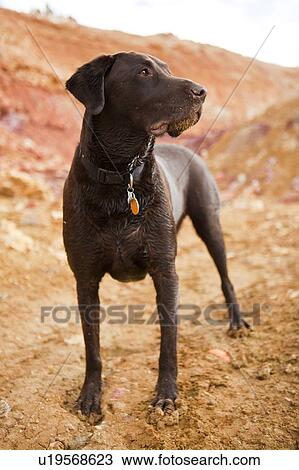 Portrait of dog View Large Photo Image Stock Image - Portrait of dog. Fotosearch