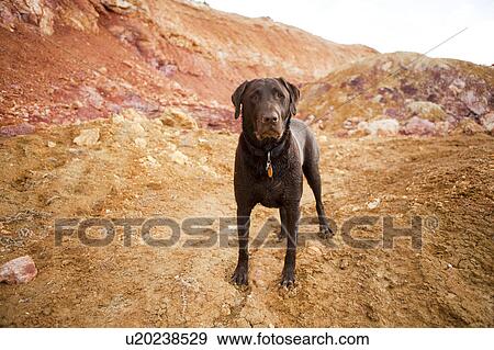 Portrait of dog View Large Photo Image Stock Photo - Portrait of dog. Fotosearch