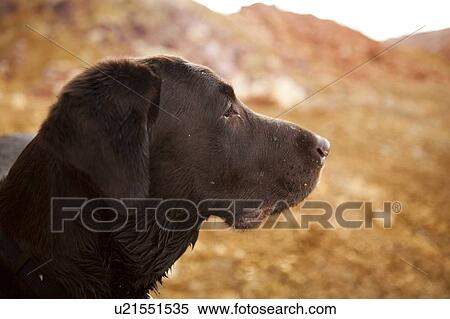 Portrait of dog View Large Photo Image Stock Photography - Portrait of dog. Fotosearch