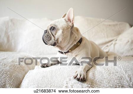 Portrait of French Bulldog lying down on sofa View Large Photo Image Picture - Portrait of French Bulldog lying down on sofa. Fotosearch