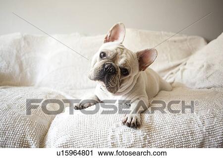 Stock Image - Portrait of French Bulldog lying down on sofa. Fotosearch