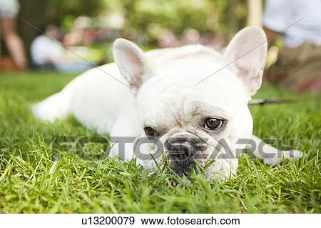 Portrait of French Bulldog lying on grass View Large Photo Image Stock Photo - Portrait of French Bulldog lying on grass. Fotosearch