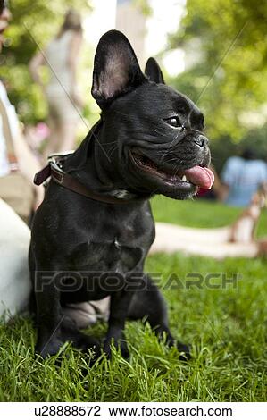 Portrait of French Bulldog sitting on grass View Large Photo Image Stock Image - Portrait of French Bulldog sitting on grass. Fotosearch