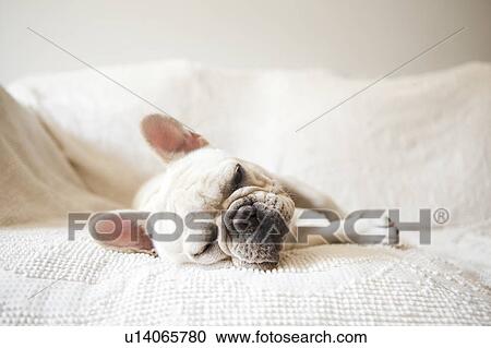 Stock Image - Portrait of French Bulldog sleeping on sofa. Fotosearch