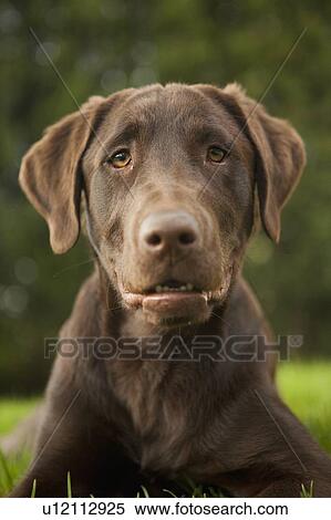 Portrait of hound View Large Photo Image Stock Photography - Portrait of hound. Fotosearch