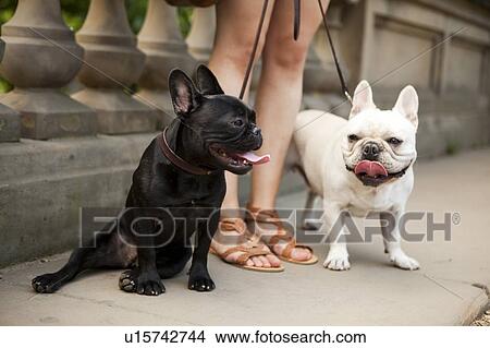 Portrait of two French Bulldogs View Large Photo Image Picture - Portrait of two French Bulldogs. Fotosearch