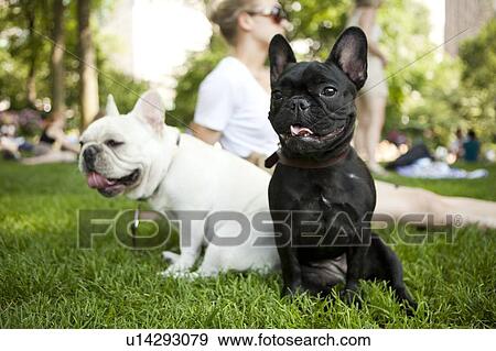 Portrait of two French Bulldogs sitting on grass View Large Photo Image Stock Photo - Portrait of two French Bulldogs sitting on grass. Fotosearch