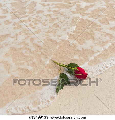 Red rose on beach View Large Photo Image Stock Photo - Red rose on beach. Fotosearch