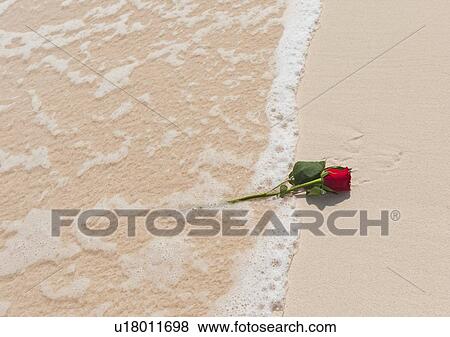 Red rose on beach View Large Photo Image Stock Photo - Red rose on beach. Fotosearch