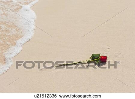 Red rose on beach View Large Photo Image Stock Photograph - Red rose on beach. Fotosearch