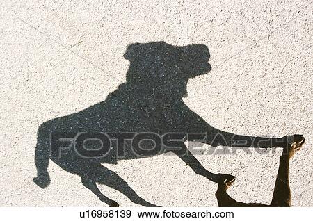 Shadow of dog View Large Photo Image Stock Photo - Shadow of dog. Fotosearch