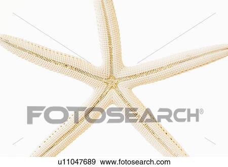 Stock Photo - Studio shot of star fish. Fotosearch