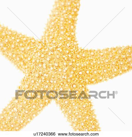 Studio shot of star fish View Large Photo Image Stock Photograph - Studio shot of star fish. Fotosearch