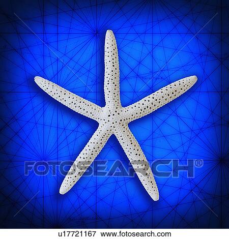 Studio shot of starfish on blue background View Large Photo Image Stock Photo - Studio shot of starfish on blue background. Fotosearch
