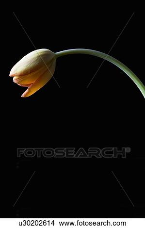 Studio shot of yellow tulip View Large Photo Image Picture - Studio shot of yellow tulip. Fotosearch