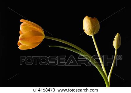 Studio shot of yellow tulips View Large Photo Image Stock Image - Studio shot of yellow tulips. Fotosearch